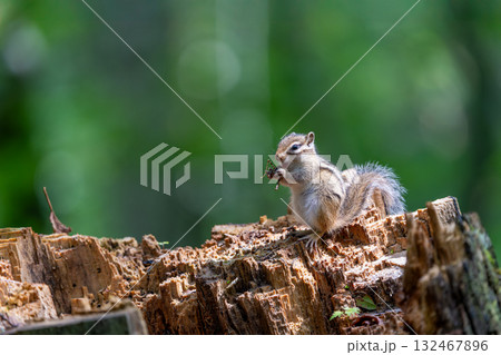 切り株の上で虫を食べるエゾシマリス 132467896