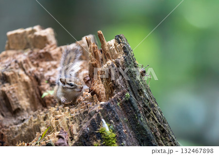 切り株の上で虫を見つけたエゾシマリス 132467898