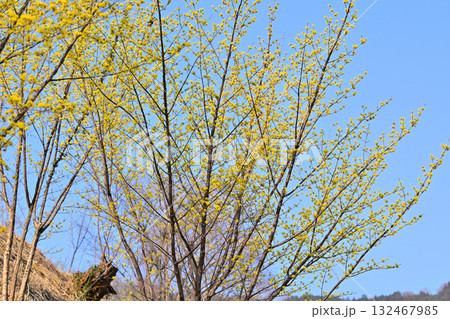 満開のサンシュウ　早春の日溜まり　花桃の里　東秩父村 132467985