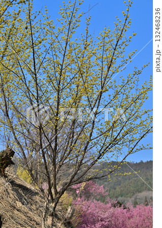 満開のサンシュウ　早春の日溜まり　花桃の里　東秩父村 132468236