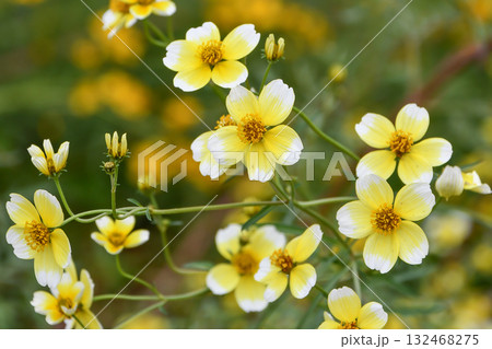 ビデンス「イエローキューピッド」　Bidens 'Yellow Cupid' 132468275