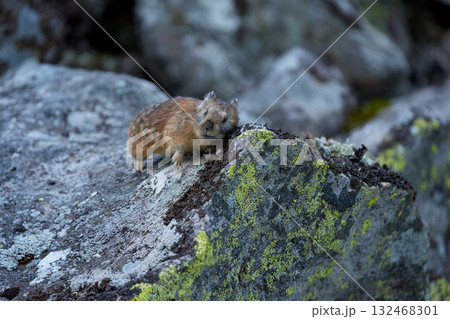 岩の上で休むエゾナキウサギ 132468301