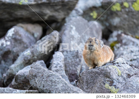 岩にとまるエゾナキウサギ 132468309