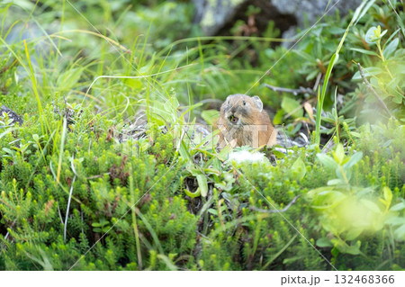 餌を食べるエゾナキウサギ 餌を食べるエゾナキウサギ 132468366