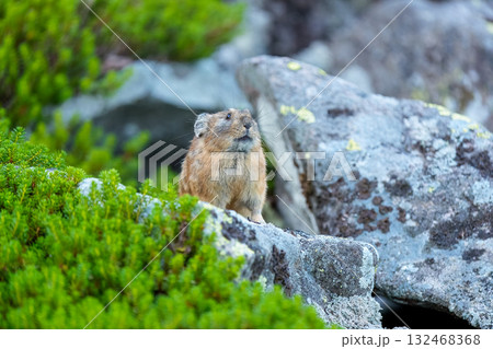 岩の上に座るエゾナキウサギ 132468368