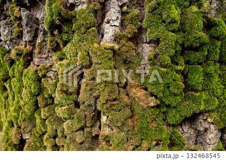 苔で覆われた樹皮　a-1 132468545
