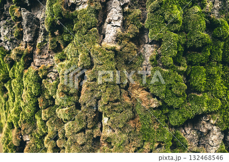 苔で覆われた樹皮　a-2 フィルム調 132468546