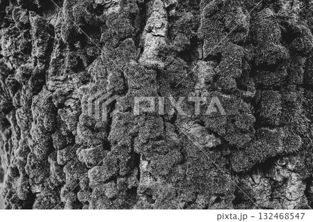 苔で覆われた樹皮　a-3 モノクロ 132468547