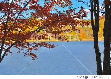 紅葉の女神湖 秋 紅葉の女神湖 秋 132468566