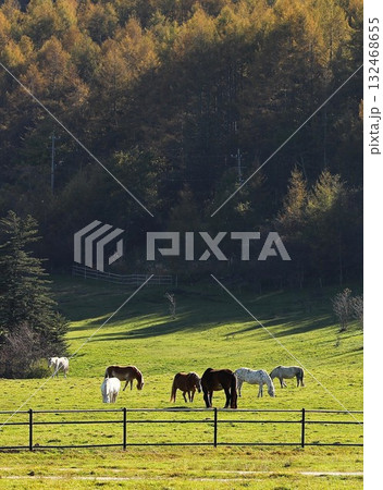 牧場　馬 132468655