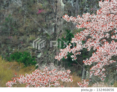 春の奈良県曽爾村 桜満開の屏風岩 春の奈良県曽爾村 桜満開の屏風岩 132468656