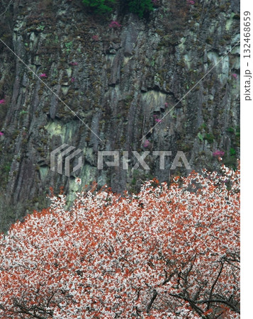 春の奈良県曽爾村　桜満開の屏風岩　 132468659