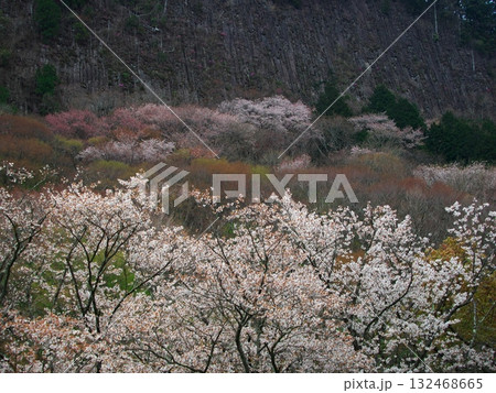 春の奈良県曽爾村 桜満開の屏風岩 春の奈良県曽爾村 桜満開の屏風岩 132468665