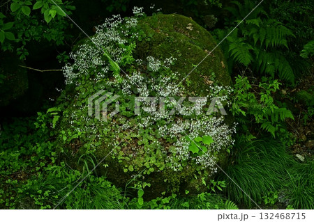 渓流の岩に咲くユキノシタの花 132468715