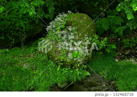 渓流の岩に咲くユキノシタの花 132468716
