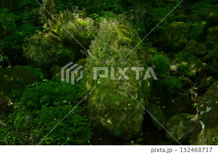 渓流の岩に咲くユキノシタの花 渓流の岩に咲くユキノシタの花 132468717