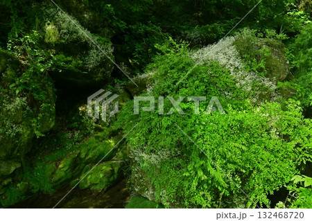 渓流の岩に咲くユキノシタの花 渓流の岩に咲くユキノシタの花 132468720