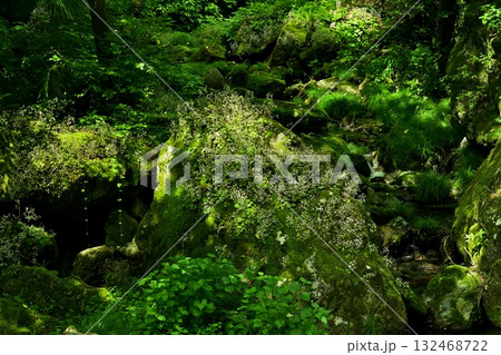 渓流の岩に咲くユキノシタの花 132468722