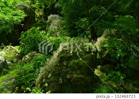 渓流の岩に咲くユキノシタの花 132468723