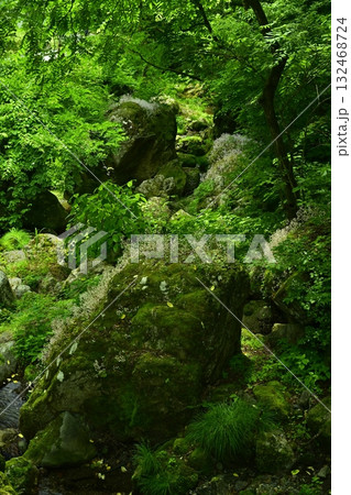 渓流の岩に咲くユキノシタの花 渓流の岩に咲くユキノシタの花 132468724