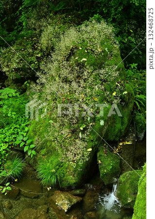 渓流の岩に咲くユキノシタの花 渓流の岩に咲くユキノシタの花 132468725