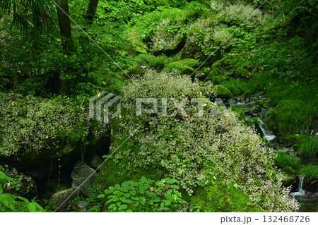 渓流の岩に咲くユキノシタの花 渓流の岩に咲くユキノシタの花 132468726