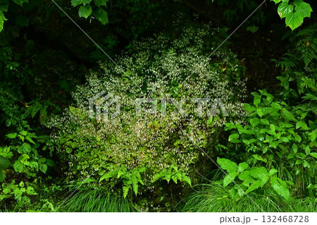 渓流の岩に咲くユキノシタの花 132468728