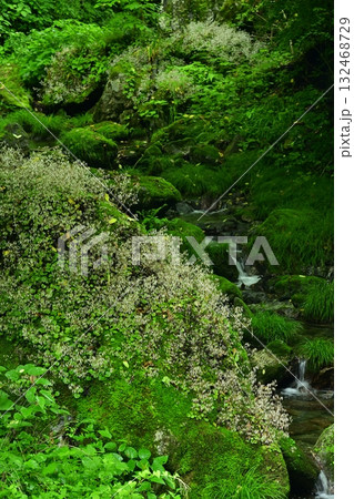 渓流の岩に咲くユキノシタの花 渓流の岩に咲くユキノシタの花 132468729