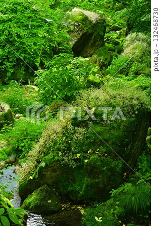 渓流の岩に咲くユキノシタの花 132468730