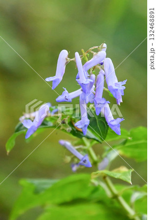 サンインヒキオコシ Rabdosia shikokiana var. occidentalis サンインヒキオコシ Rabdosia shikokiana var. occidentalis 132468891