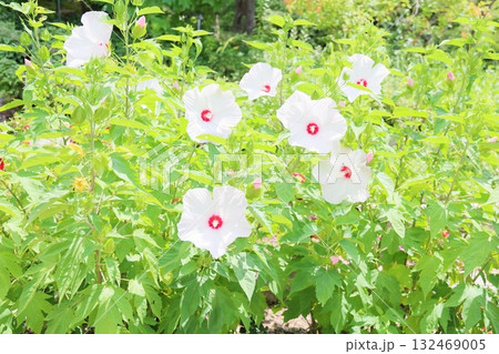 大輪　タイタンビカスの花 132469005