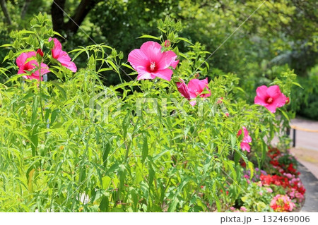 大輪 タイタンビカスの花 大輪 タイタンビカスの花 132469006