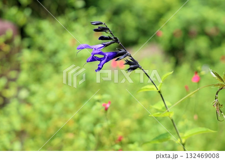 サルビアの花 グァラニティカ サルビアの花 グァラニティカ 132469008