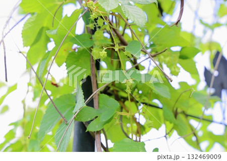 爽やか　ホップの実 132469009