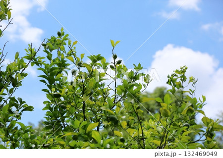 青いレモンの実 132469049