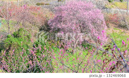 花桃の里 桜咲くころ 早春の里山 東秩父村 花桃の里 桜咲くころ 早春の里山 東秩父村 132469068
