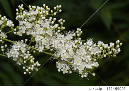 A close-up view of the white flowers of the meadowsweet shrub on a dark green background 132469095