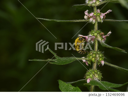 A close-up view of the bee on the forest flower on a dark green leaves background A close-up view of the bee on the forest flower on a dark green leaves background 132469096