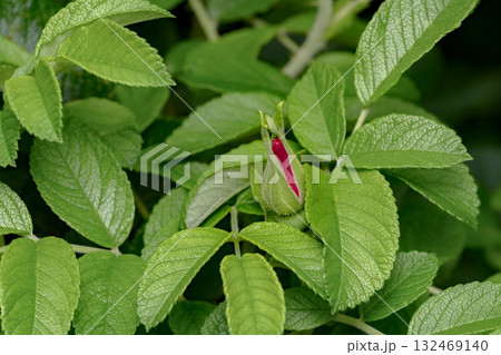 A blooming rosebud among green leaves A blooming rosebud among green leaves 132469140