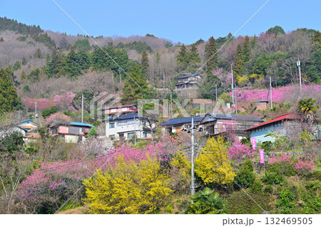 花桃の里 早春の里山 遊歩道からの眺め 東秩父村 花桃の里 早春の里山 遊歩道からの眺め 東秩父村 132469505