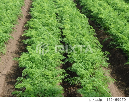 にんじん畑(Carrot field) にんじん畑(Carrot field) 132469970