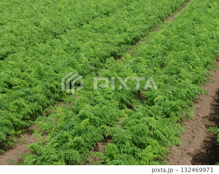 にんじん畑（Carrot field） 132469971