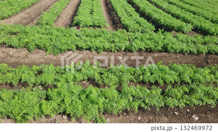 にんじん畑（Carrot field） 132469972
