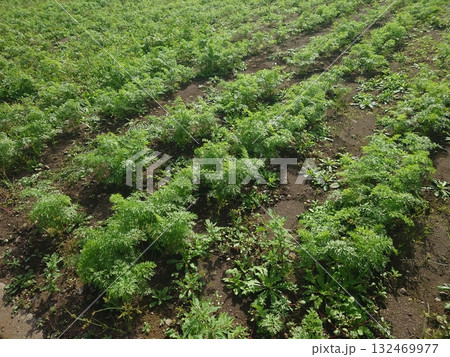 にんじん畑(Carrot field) にんじん畑(Carrot field) 132469977