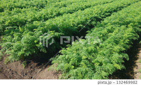 にんじん畑（Carrot field） 132469982
