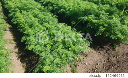 にんじん畑（Carrot field） 132469983