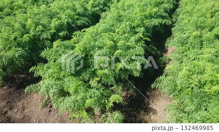 にんじん畑(Carrot field) にんじん畑(Carrot field) 132469985