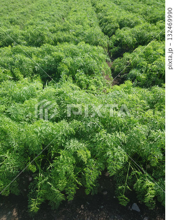 にんじん畑(Carrot field) にんじん畑(Carrot field) 132469990