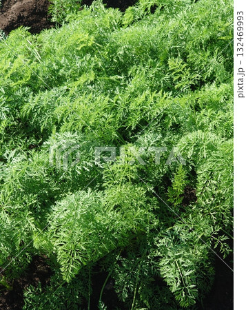 にんじん畑（Carrot field） 132469993