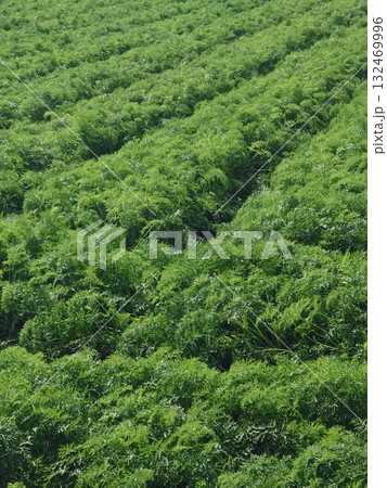 にんじん畑（Carrot field） 132469996